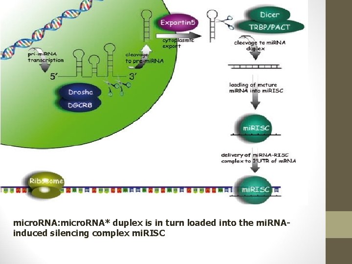 micro. RNA: micro. RNA* duplex is in turn loaded into the mi. RNAinduced silencing