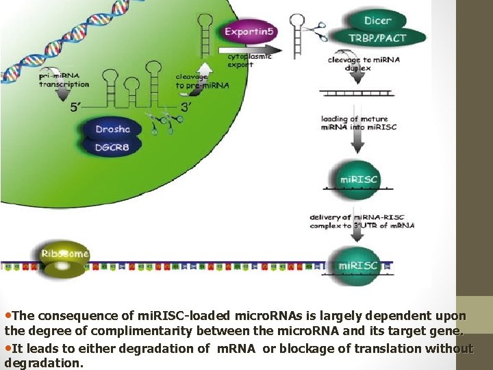  • The consequence of mi. RISC-loaded micro. RNAs is largely dependent upon the