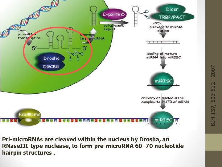 BJH 137, 503 -512 2007 Pri-micro. RNAs are cleaved within the nucleus by Drosha,