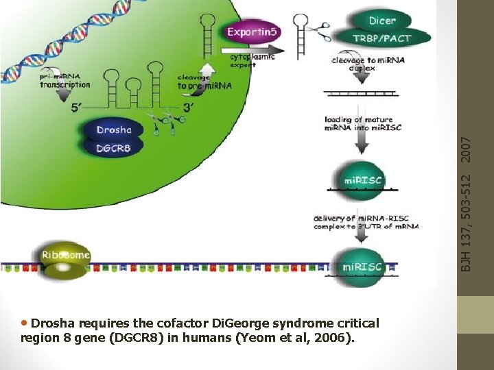 BJH 137, 503 -512 2007 • Drosha requires the cofactor Di. George syndrome critical