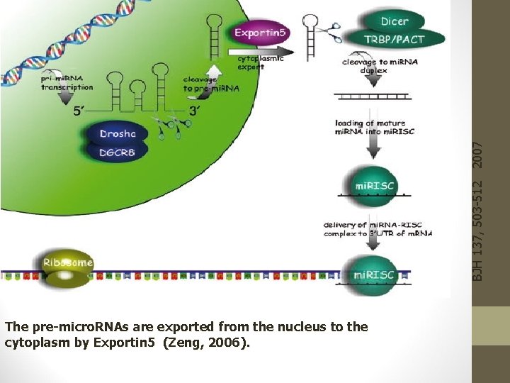 BJH 137, 503 -512 2007 The pre-micro. RNAs are exported from the nucleus to
