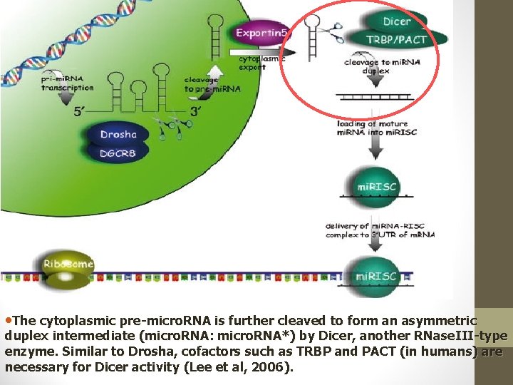  • The cytoplasmic pre-micro. RNA is further cleaved to form an asymmetric duplex