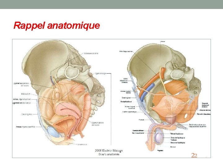 Rappel anatomique 