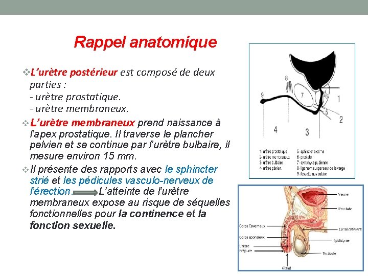 Rappel anatomique v. L’urètre postérieur est composé de deux parties : - urètre prostatique.