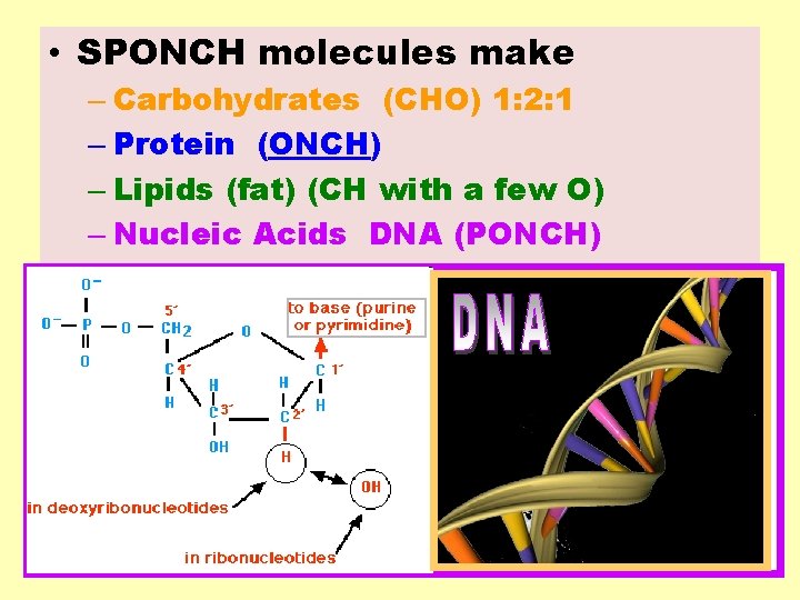  • SPONCH molecules make – Carbohydrates (CHO) 1: 2: 1 – Protein (ONCH)