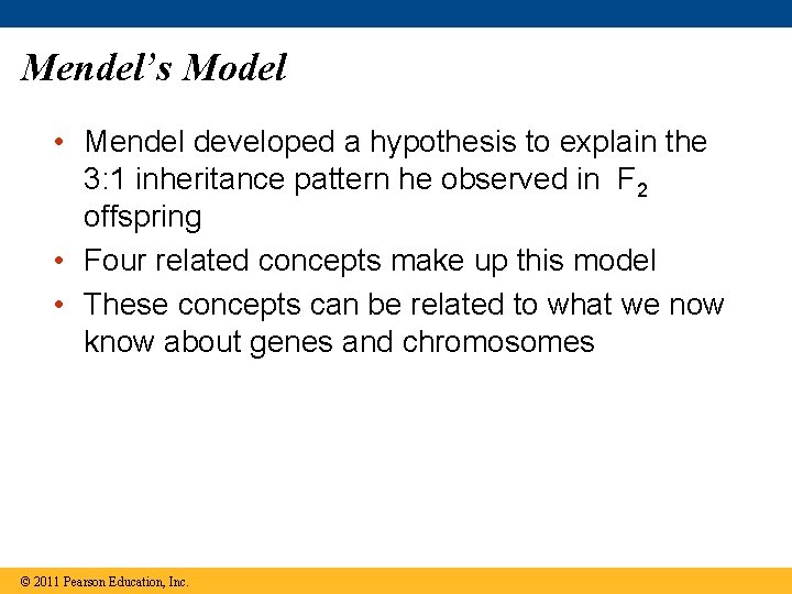 Mendel’s Model • Mendel developed a hypothesis to explain the 3: 1 inheritance pattern