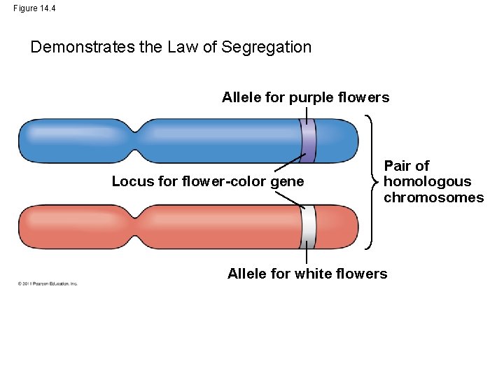 Figure 14. 4 Demonstrates the Law of Segregation Allele for purple flowers Locus for