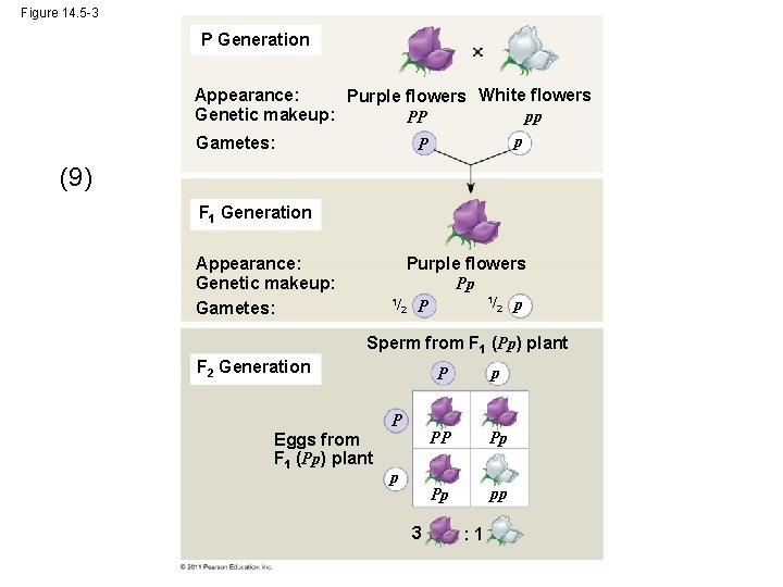 Figure 14. 5 -3 P Generation Appearance: Purple flowers White flowers Genetic makeup: pp