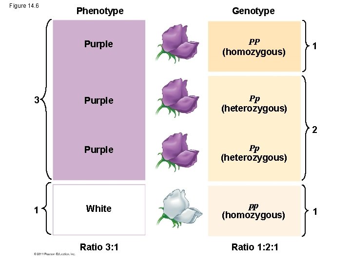 Figure 14. 6 3 Phenotype Genotype Purple PP (homozygous) Purple Pp (heterozygous) 1 2