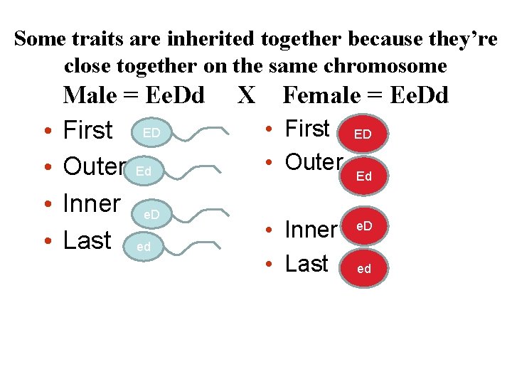 Some traits are inherited together because they’re close together on the same chromosome •