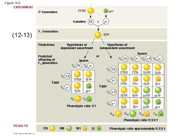 Figure 14. 8 EXPERIMENT YYRR P Generation yyrr Gametes YR (12 -13) yr F