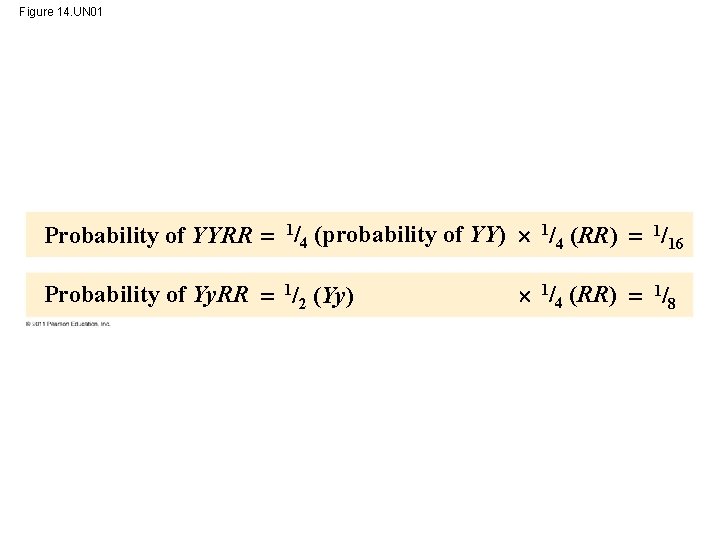 Figure 14. UN 01 Probability of YYRR 1/4 (probability of YY) 1/4 (RR) 1/16