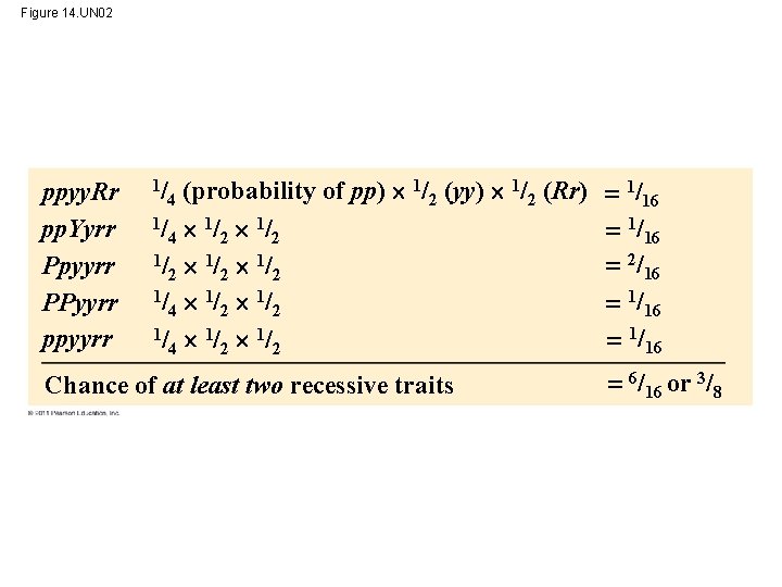 Figure 14. UN 02 ppyy. Rr pp. Yyrr Ppyyrr PPyyrr ppyyrr (probability of pp)