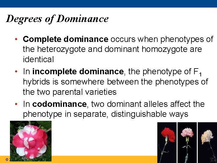 Degrees of Dominance • Complete dominance occurs when phenotypes of the heterozygote and dominant