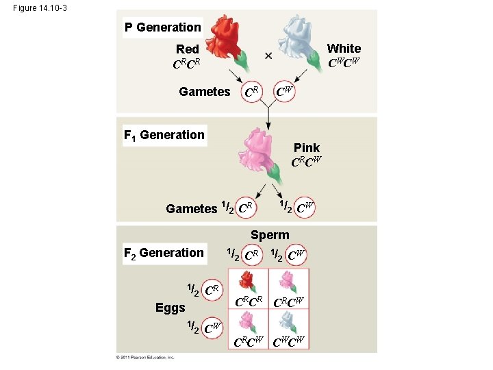 Figure 14. 10 -3 P Generation White CW CW Red CRCR Gametes CR CW