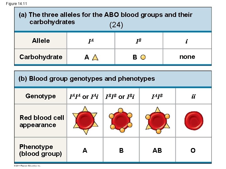 Figure 14. 11 (a) The three alleles for the ABO blood groups and their