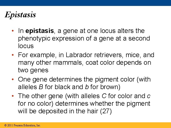 Epistasis • In epistasis, a gene at one locus alters the phenotypic expression of