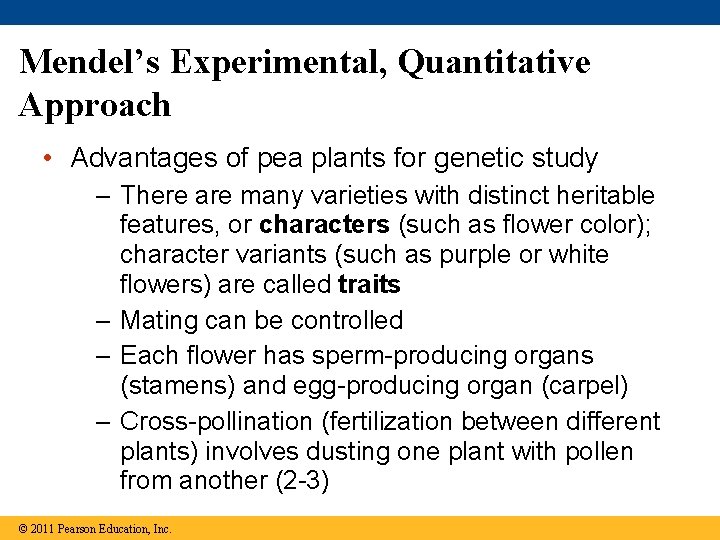 Mendel’s Experimental, Quantitative Approach • Advantages of pea plants for genetic study – There