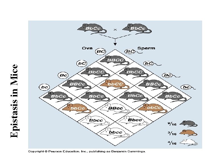 Epistasis in Mice 