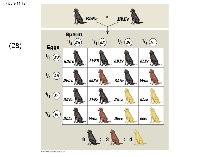 Figure 14. 12 Bb. Ee (28) Eggs 1/ 4 BE 1/ 4 b. E