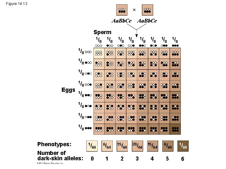 Figure 14. 13 Aa. Bb. Cc Sperm 1/ 1/ 8 8 1/ 1/ Eggs