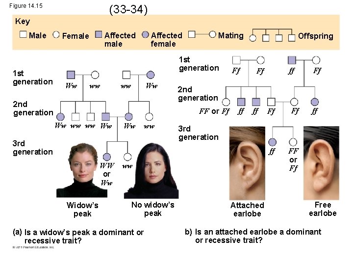 (33 -34) Figure 14. 15 Key Male 1 st generation Affected male Female Affected