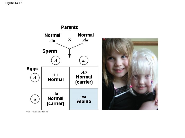 Figure 14. 16 Parents Normal Aa Sperm A a A AA Normal Aa Normal