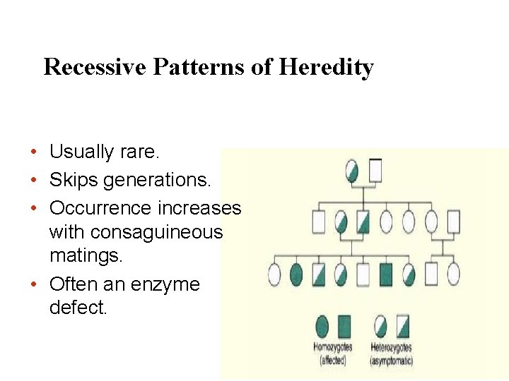 Recessive Patterns of Heredity • Usually rare. • Skips generations. • Occurrence increases with