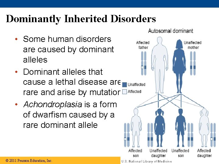 Dominantly Inherited Disorders • Some human disorders are caused by dominant alleles • Dominant