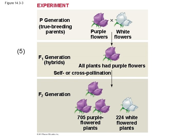 Figure 14. 3 -3 EXPERIMENT P Generation (true-breeding parents) (5) Purple flowers White flowers