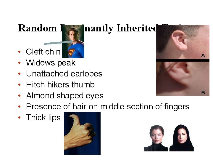 Random Dominantly Inherited Traits • • Cleft chin Widows peak Unattached earlobes Hitch hikers