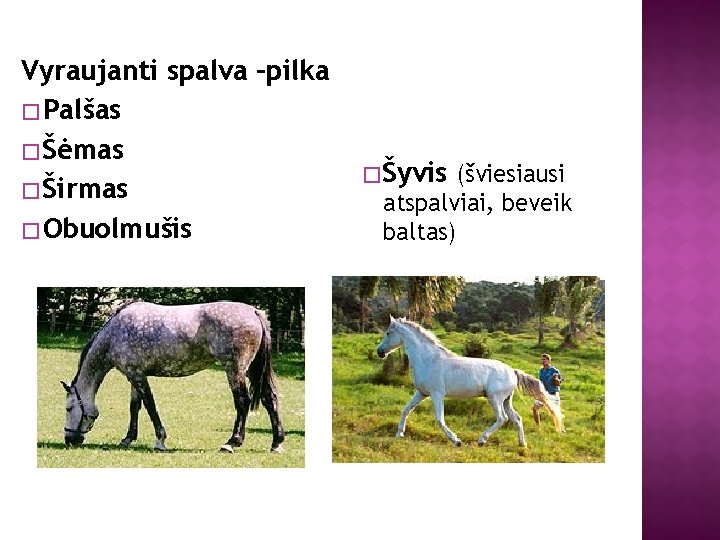 Vyraujanti spalva –pilka � Palšas � Šėmas � Širmas � Obuolmušis � Šyvis (šviesiausi