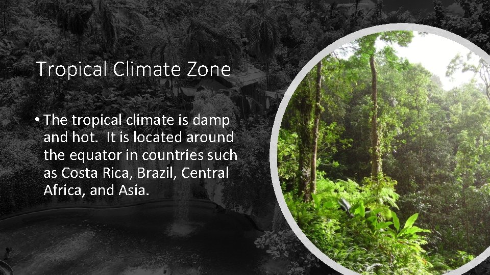 Tropical Climate Zone • The tropical climate is damp and hot. It is located