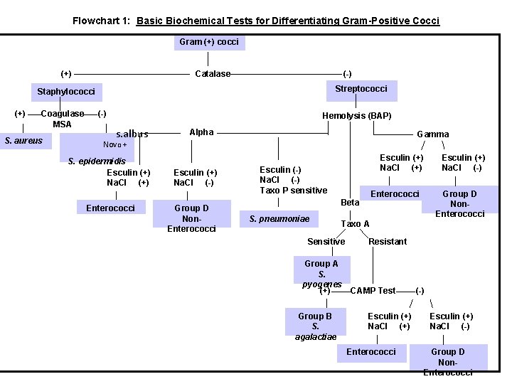 Flowchart 1: Basic Biochemical Tests for Differentiating Gram-Positive Cocci Gram (+) cocci (+) Catalase