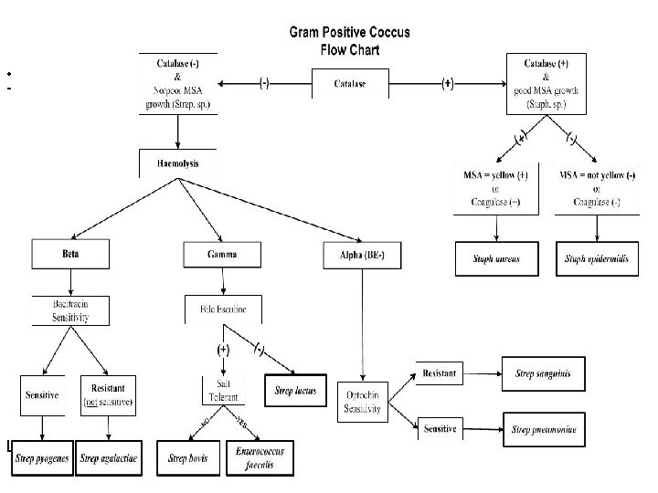  • xt Books The HELP_ME! Gram positive coccus Flow Determination Chart Last update