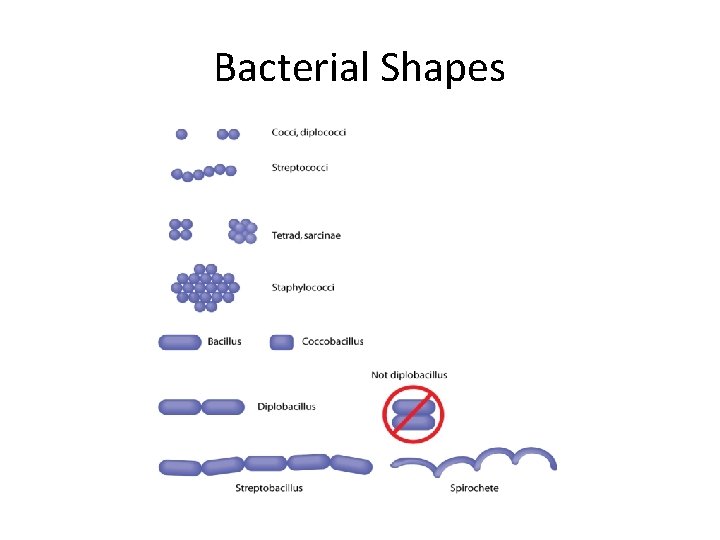 Bacterial Shapes 