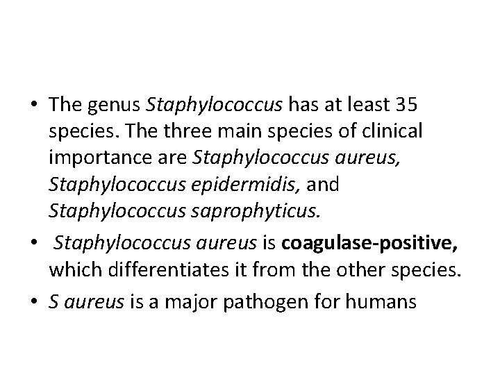  • The genus Staphylococcus has at least 35 species. The three main species
