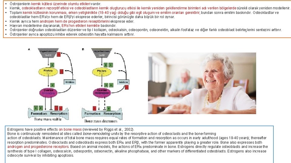  • Östrojenlerin kemik kütlesi üzerinde olumlu etkileri vardır. • Kemik, osteoklastların rezorptif etkisi