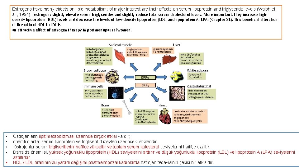 Estrogens have many effects on lipid metabolism; of major interest are their effects on