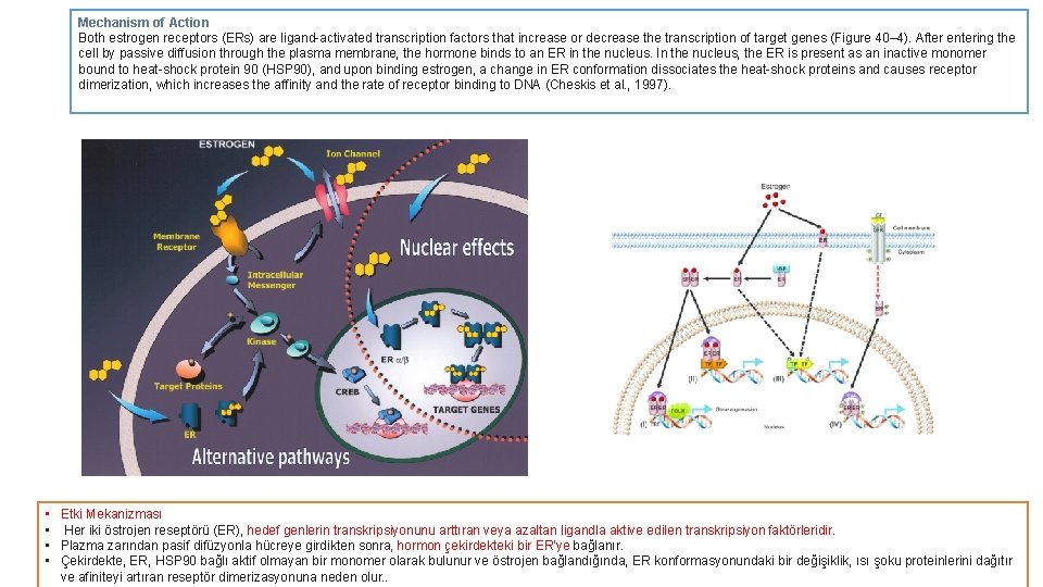 Mechanism of Action Both estrogen receptors (ERs) are ligand-activated transcription factors that increase or