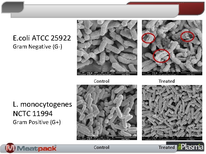 E. coli ATCC 25922 Gram Negative (G-) Control Treated L. monocytogenes NCTC 11994 Gram