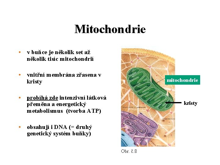 Mitochondrie • v buňce je několik set až několik tisíc mitochondrií • vnitřní membrána