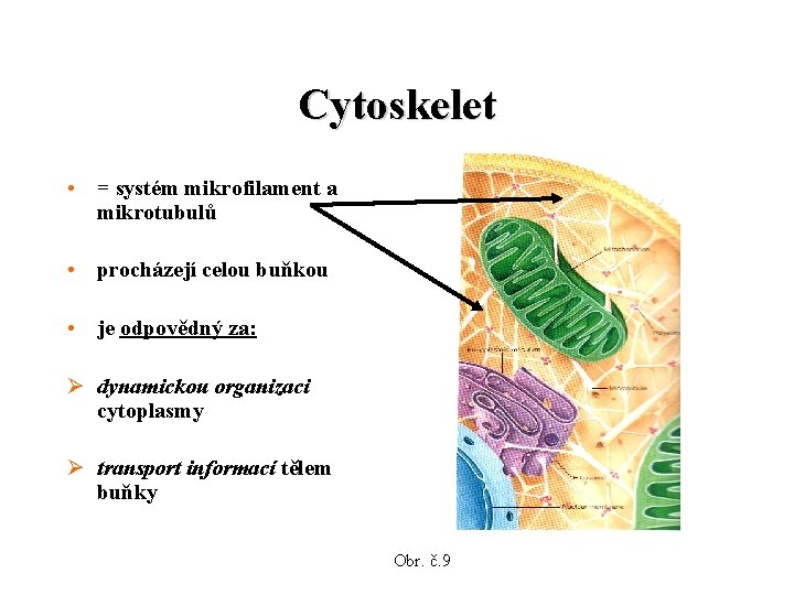 Cytoskelet • = systém mikrofilament a mikrotubulů • procházejí celou buňkou • je odpovědný