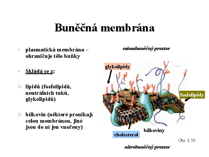 Buněčná membrána • plasmatická membrána – ohraničuje tělo buňky • Skládá se z: mimobuněčný