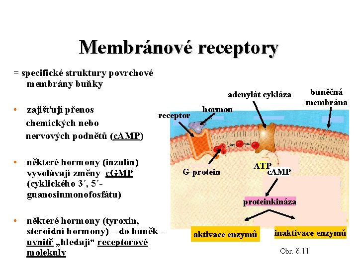 Membránové receptory = specifické struktury povrchové membrány buňky adenylát cykláza • zajišťují přenos chemických