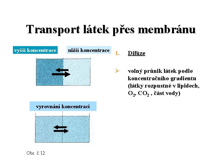 Transport látek přes membránu vyšší koncentrace nižší koncentrace vyrovnání koncentrací Obr. č. 12 1.