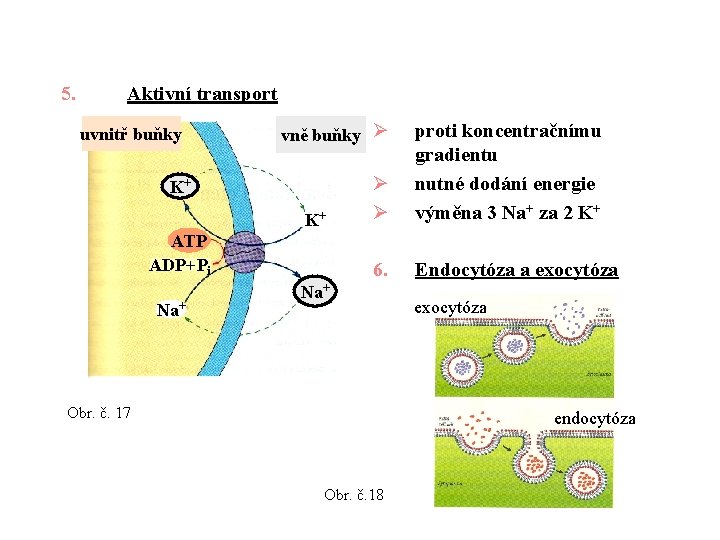 5. Aktivní transport uvnitř buňky vně buňky Ø K+ K+ ATP ADP+Pi Na+ Ø