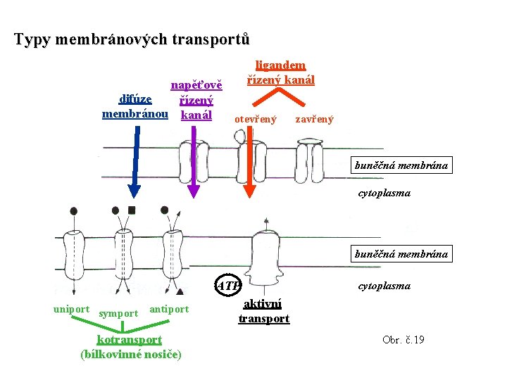 Typy membránových transportů napěťově difúze řízený membránou kanál ligandem řízený kanál otevřený zavřený buněčná