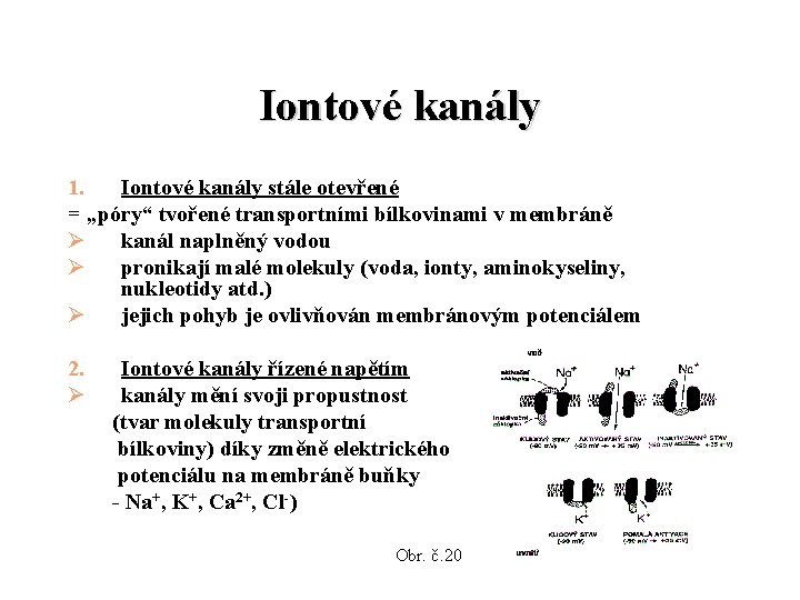 Iontové kanály 1. Iontové kanály stále otevřené = „póry“ tvořené transportními bílkovinami v membráně