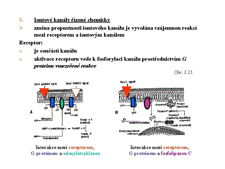 3. Ø Iontové kanály řízené chemicky změna propustnosti iontového kanálu je vyvolána vzájemnou reakcí